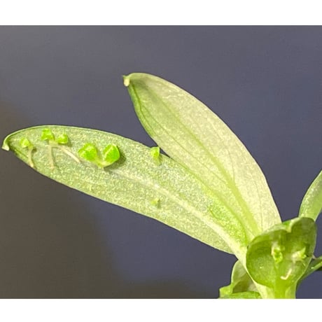 Schismatoglottis sp. "初霜錦" from Murung raya [LA0515-05]