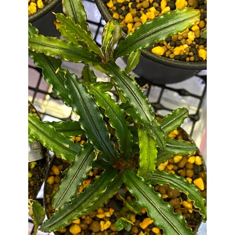 Bucephalandra sp. "MEDUSA"