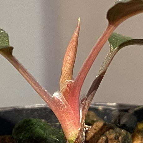 Homalomena sp."赤鉄鉱” from Kepulauan Riau [SGP import] KZT