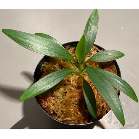 Homalomena sp. from Mersing Utara [KN]