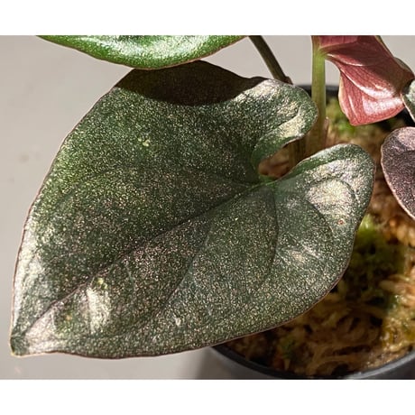 Syngonium sp. from Choco Colombia [tanakay]