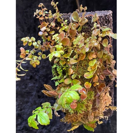 Pilea imparifolia from Iquitos Peru [tanakay]