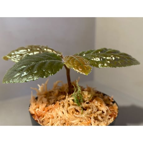Ardisia sp. from Bengkulu [LA0315-1]