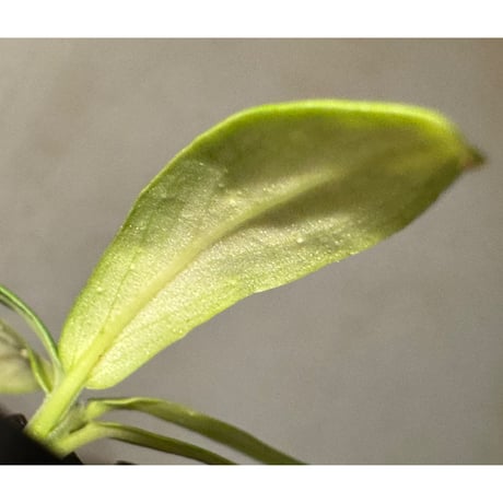 Schismatoglottis sp. "初霜錦" from Murung raya [LA0515-05]