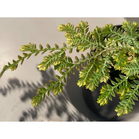 Selaginella sp. from Iquitos Peru [tanakay]