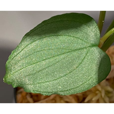 Homalomena sp. "Shirogane" SGR from Pulau Linga [HW1017-XX]
