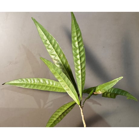 Unknown (Penanga bayan?)from Landak West Kalimantan