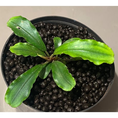 Bucephalandra sp. 黄緑 from Bukit Kelam Utara [AZ0611-14]