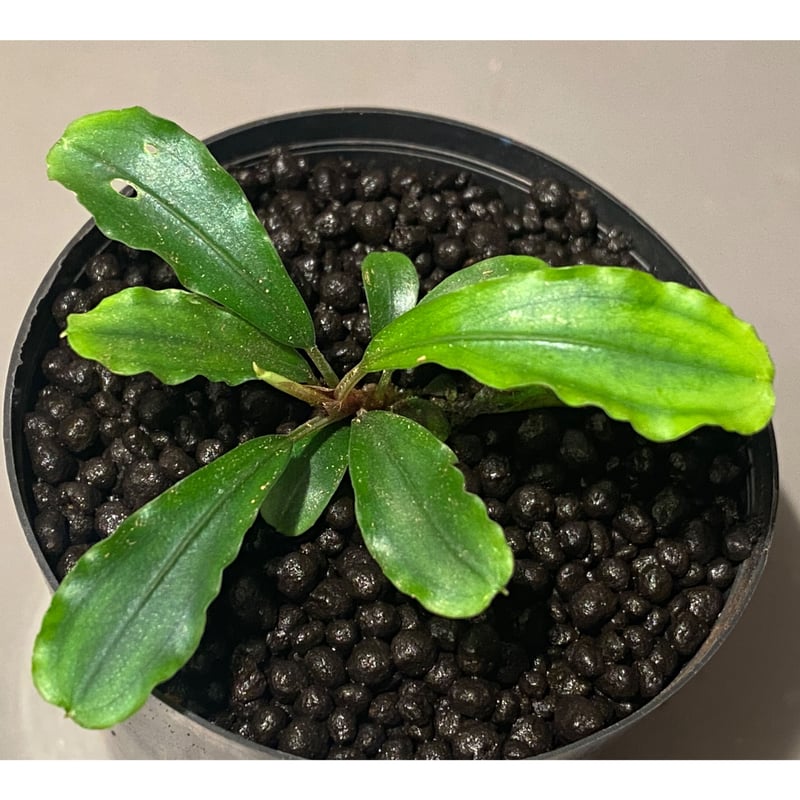 Bucephalandra sp. 黄緑 from Bukit Kelam Utara [AZ