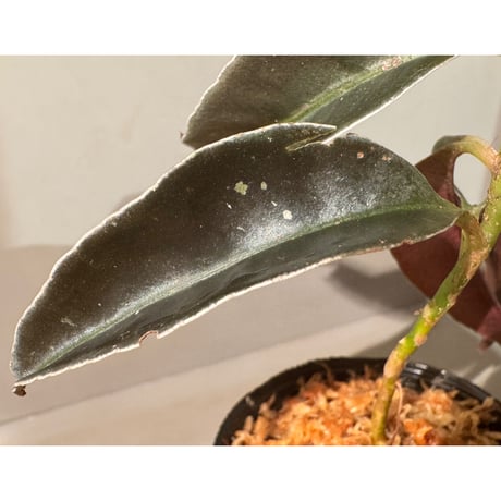 Labisia sp. from Landak West Kalimantan