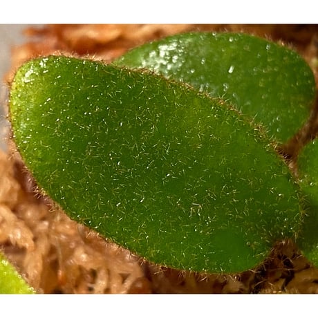 Pyrrosia nummularifolia from Santa Fe Luzon Philippines [KSB]