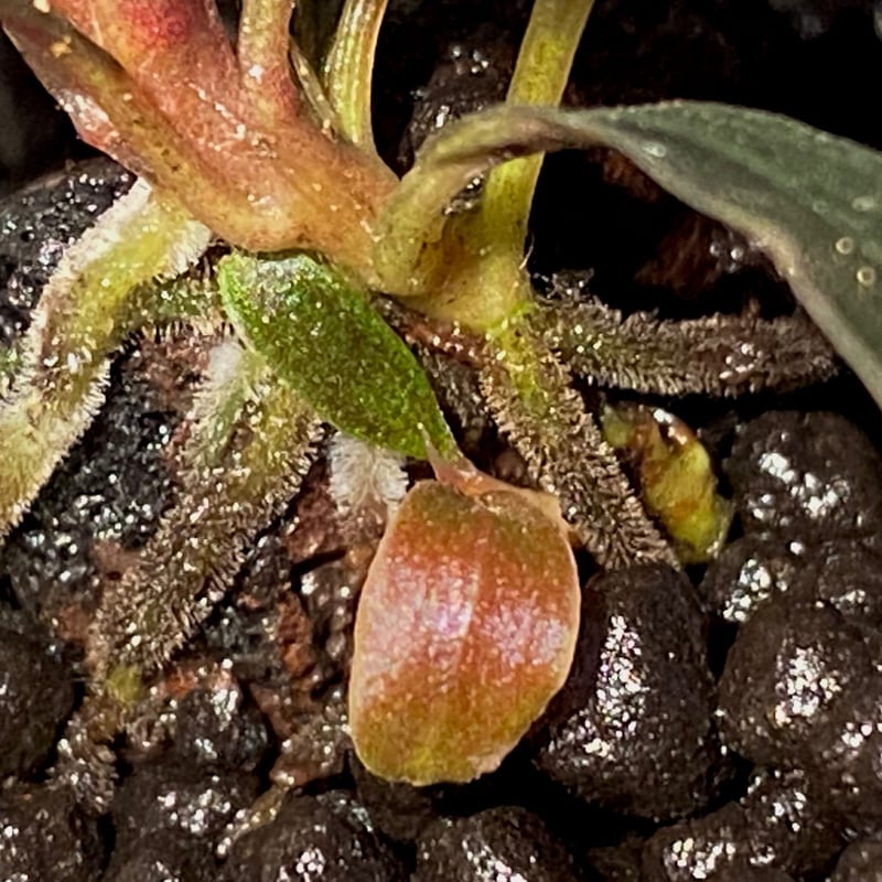 ブセファランドラ Bucephalandra sp.Mukok Black Yahoo!オークション - Bucephalandra sp. Mukok Black 水上株 赤