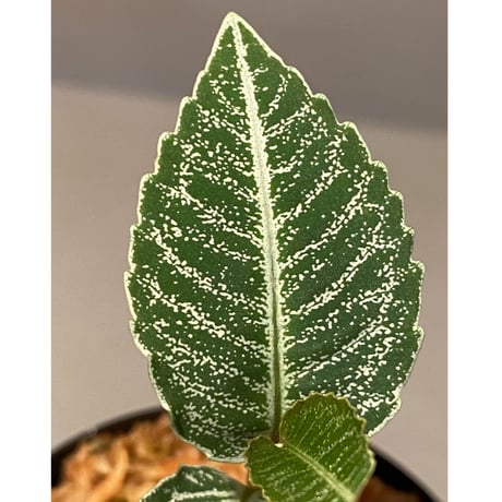 Ardisia sp. from Raub Pahang