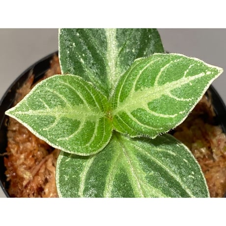 Argostemma bifolium from Bukit Larut [TK130717]