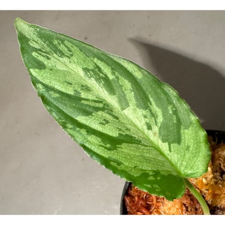 Schismatoglottis scortechinii ②