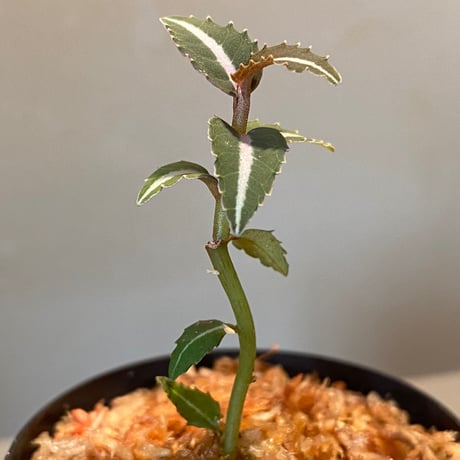 Labisia sp. from Kapuas hulu Kalimantan barat