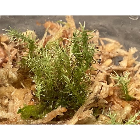 Moss "Sumatra utara" Sumatra [TB]
