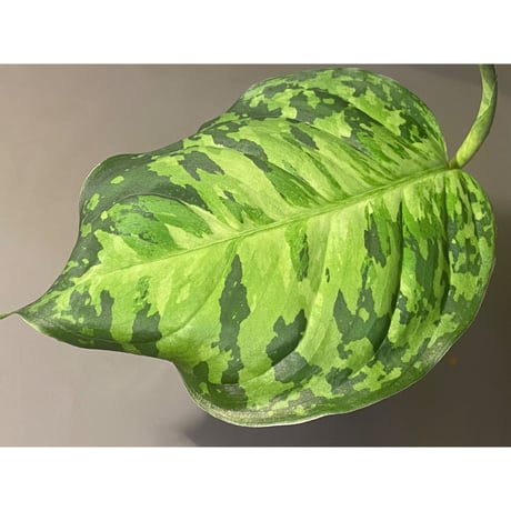 Aglaonema pictum " White-Devil" JCS from Pulau Nias [AZ0715-2]