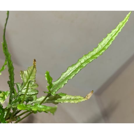 Bolbitis sp. from Siberut [LA 2012年]