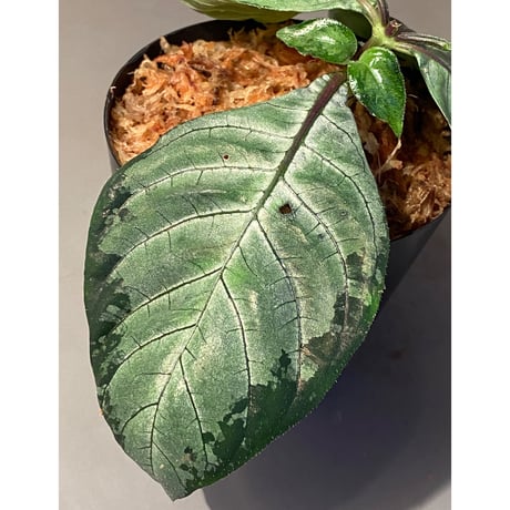 (大株) Gymnostachyum sp. "type C" from Aceh Selatan [HW0816-02]