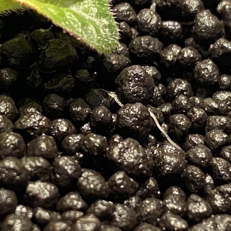 Codonoboea cf. pumilla from Riau sumatera [LA1119-02]