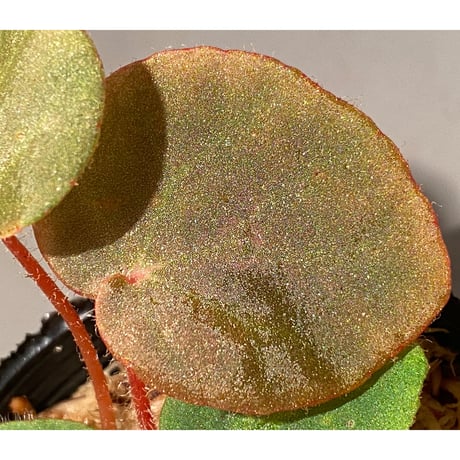 Begonia sp. from Chiku Kelantan