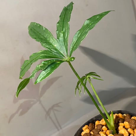 Anthurium polyschistum from Napo Ecuador [tanakay]