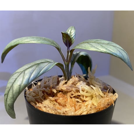 Acanthaceae gen. from Laos [LA]