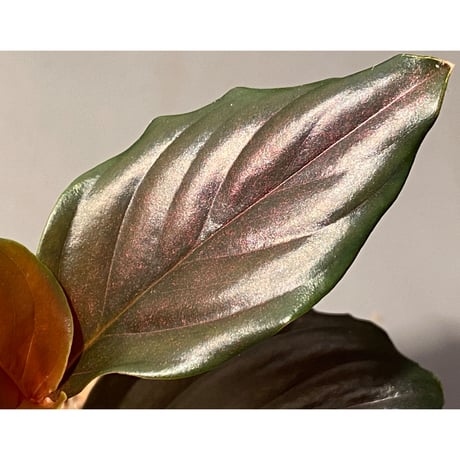Rhodospatha sp. from Ecuador [tanakay]