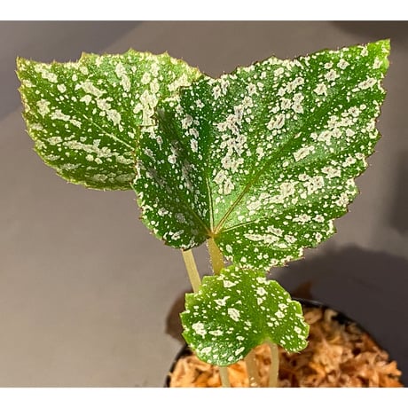 Begonia sp. from Na Hang [YH1118] TK