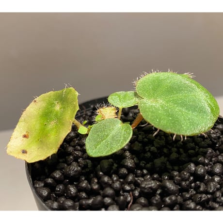 Begonia kingiana from Jerantut [TK170717]