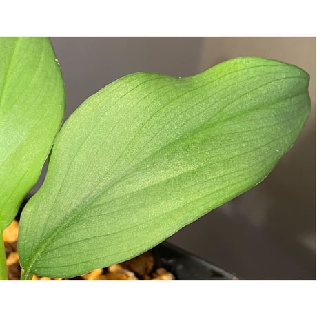 Homalomena sp . from Jerteh [TK090118-2]