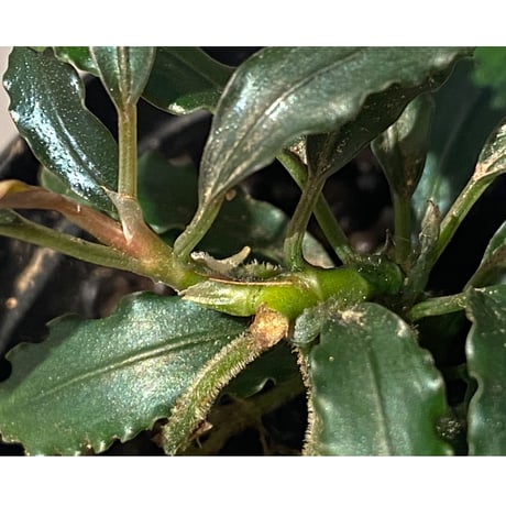 Bucephalandra sp. "Pakak 3" [MF0417-5A]