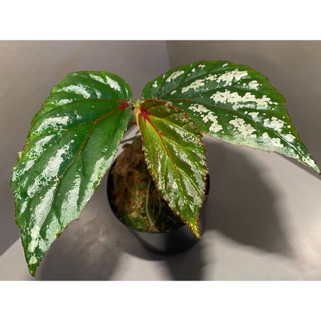 Begonia sp. "Matang-3" from Matang Sarawak [RIO]