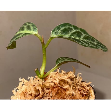 Ardisia sp. "Turtle Back" from Borneo