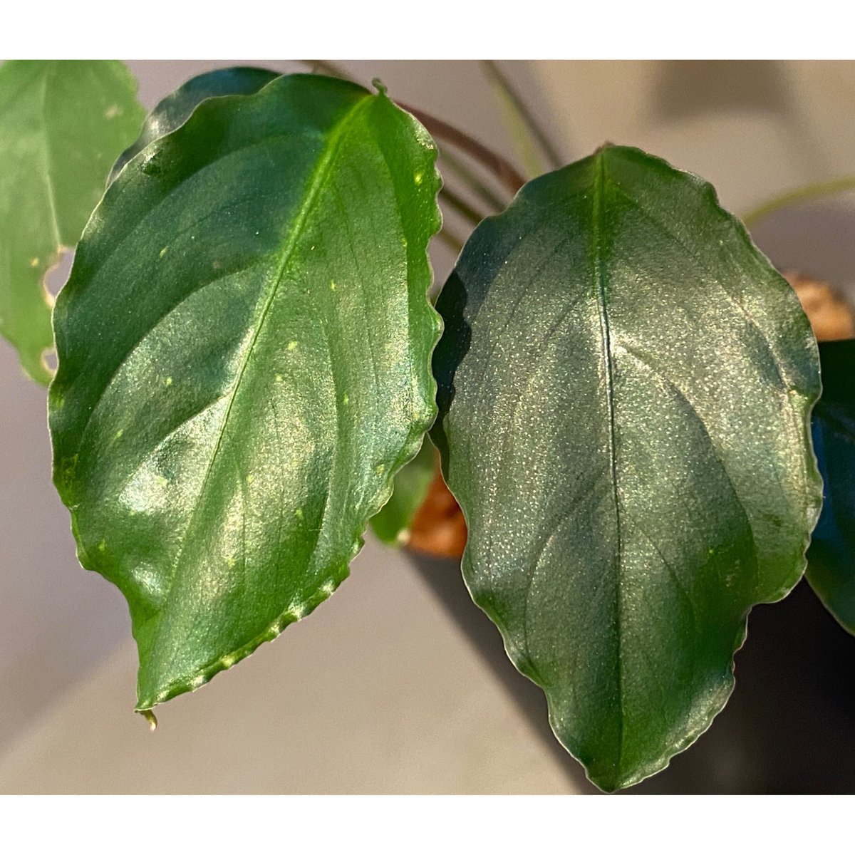 Bidayuha Crassispatha Kalimantan Barat中株 ラビ】Labisia sp.Hulu kapuas kalimantan barat - 育種堂