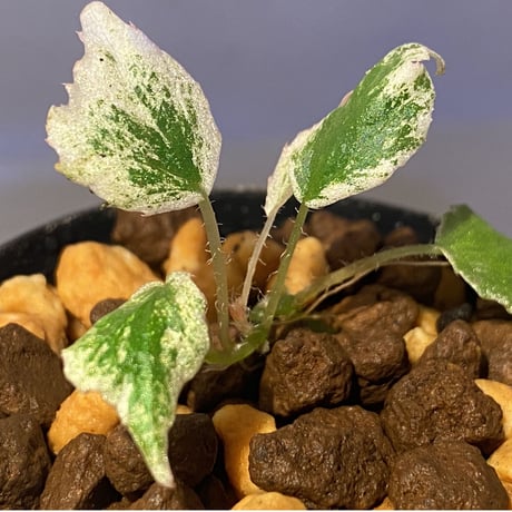 Begonia prismatocarpa "Variegata" ②