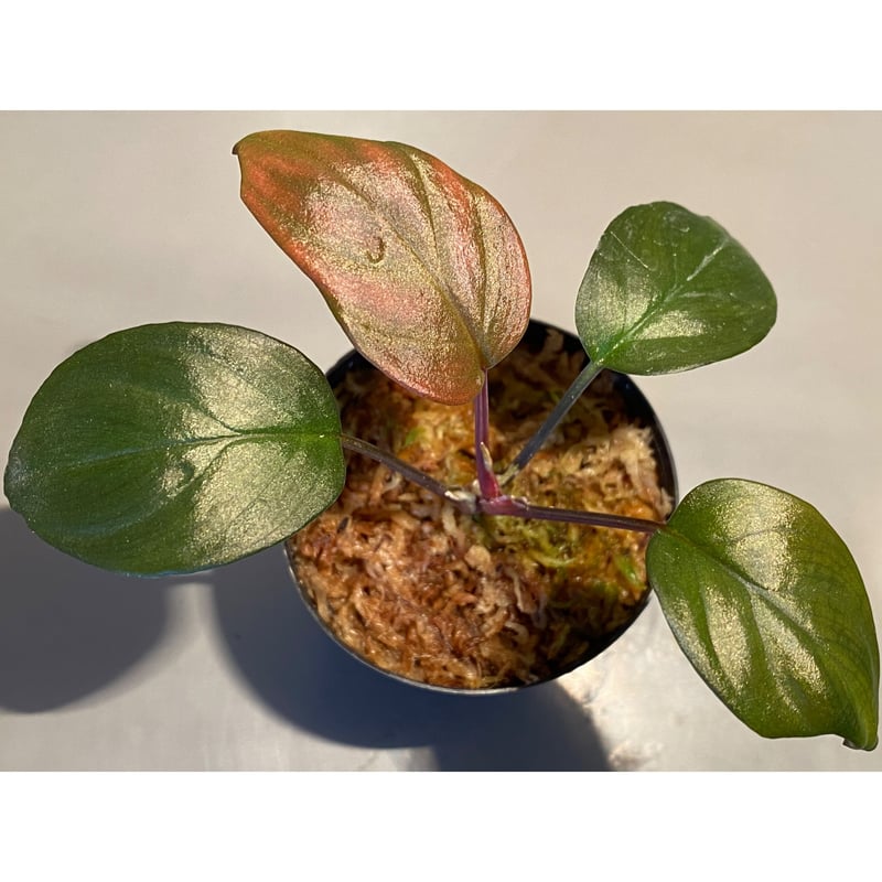 Homalomena sp. \"Black Velvet\" [KN便] 大きめ Homalomena sp. 