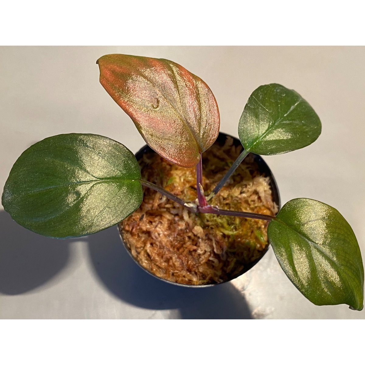 Homalomena sp. \"Black Velvet\" [KN便] 大きめ Homalomena sp. 