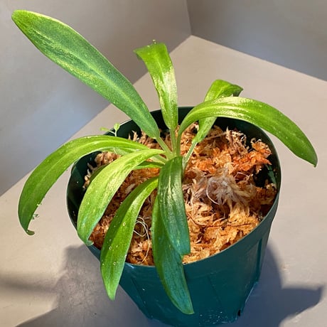 Schismatoglottis sp. "初霜錦" from Murung raya [LA0515-05]