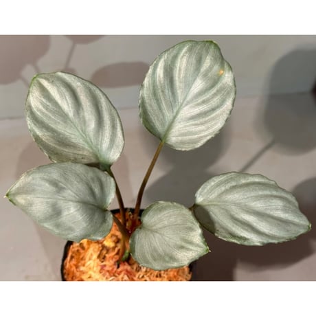 Homalomena sp. "Red" from Bogor