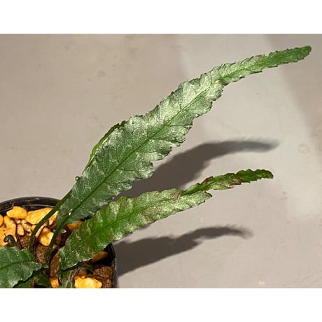 Microsorum sp. "Short Dragon Tail"