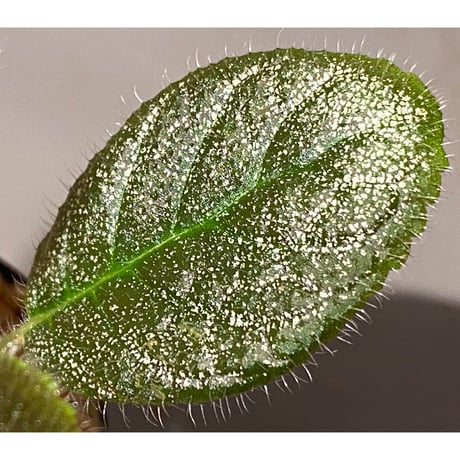 Gesneriaceae, Episcia lilacina from Colombia 2016 [tanakay]