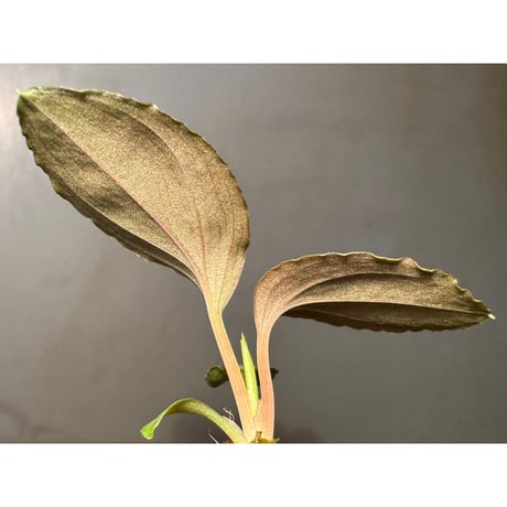 Homalomena sp. "Silver Red" from Peninsular Malaysia [AZ0515-4]