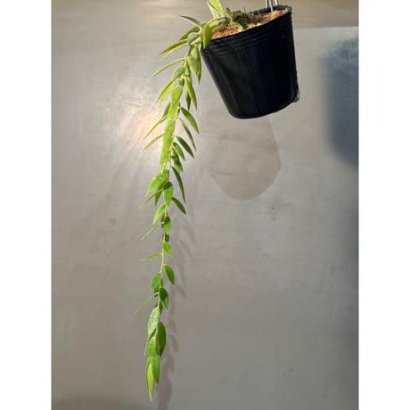 Ceratostema rauhii ①