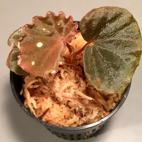 Begonia sp. from Sarawk [LA]