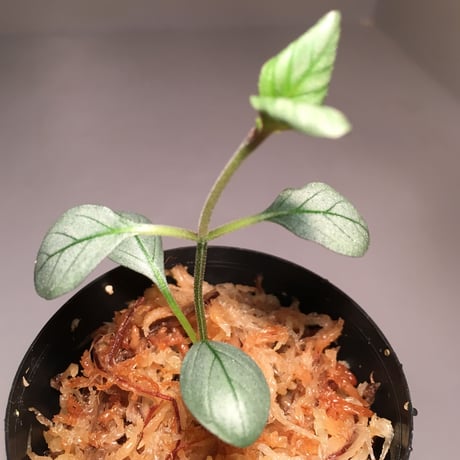 Acanthaceae sp. from Laos [LA]