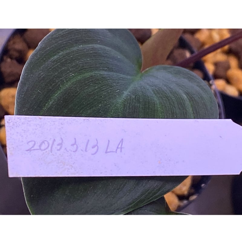 Homalomena sp. #9 from Sekadau [LA2013年] GN販売株