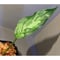 Aglaonema pictum from Aceh sumatera [LA0121-01z-b] ①