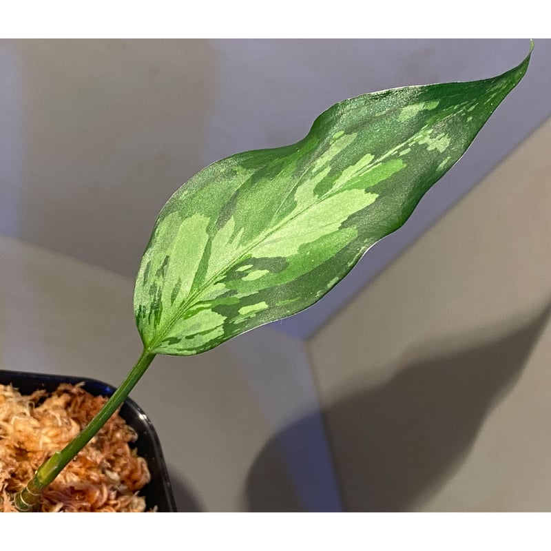 アグラオネマ ピクタム LA0121-01z-b Aglaonema pictum from Aceh sumatera [LA0121-01z